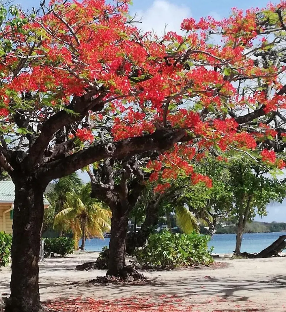 Bigouz Residence La Plage De L'Anse Caritan Sainte-Anne Apartamento